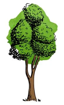 Deciduous tree sketched by hand Stock Illustration