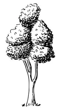 Deciduous tree sketched by hand Stock Illustration