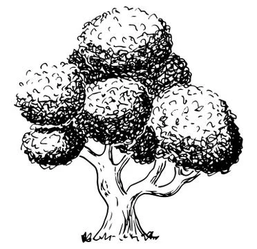 Deciduous tree sketched by hand Stock Illustration