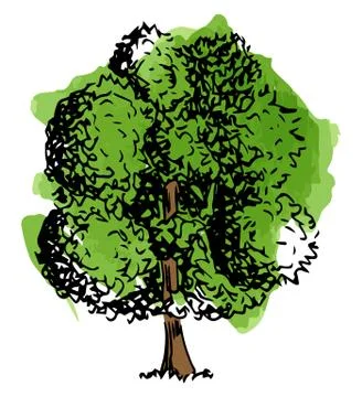 Deciduous tree sketched by hand Illustrazione stock
