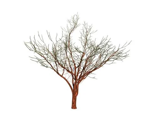 Deciduous tree with a spreading canopy in winter Stock Illustration