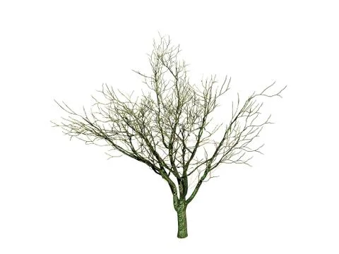 Deciduous tree with a spreading canopy in winter Stock Illustration