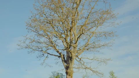 Deciduous tree with spring buds against a clear blue sky Stock-Footage 332516146