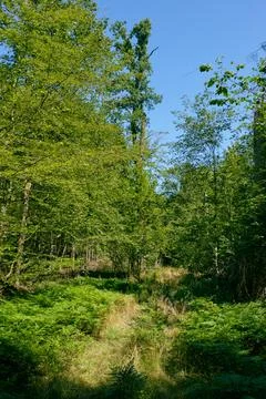 Deciduous tree stand in summer against clear blue sky, Bialowieza forest, Pol Stock Photos