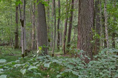 Deciduous tree stand in summer with oak and alder old trees among juvenile ho Stock Photos