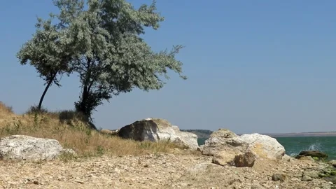 A deciduous tree sways in the wind overlooking a blue freshwater lake benea.. Stock Footage 339903191