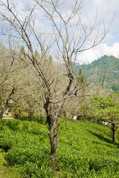 Deciduous Tree in Tea Plantation Field on Hillside Stock Photos