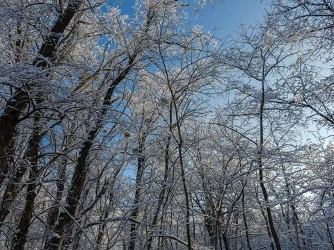 Deciduous tree tops covered with snow and hoarfrost against sky Stock Photos