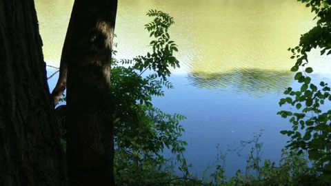 Deciduous tree trunk by pond lake water Stock Footage 339336384