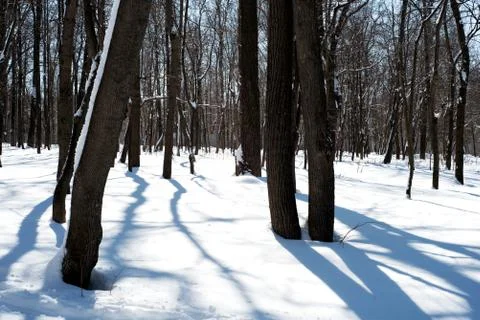 Deciduous tree trunks in nature with snow on the ground covering the forest f Stock Photos