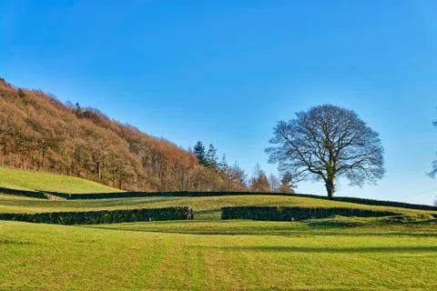 A deciduous tree in Winter with a dry stone wall and gate. Stock Photos