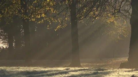 Deciduous tree in winter landscape England light rays morning UK 4K Stock Footage 120253903