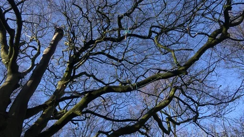 Deciduous tree in winter landscape England UK 4K Stock Footage 125075759