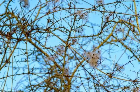 Deciduous tree in the winter Stock Photos