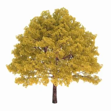 Deciduous tree with yellow leaves isolated on white background Illustrazione stock