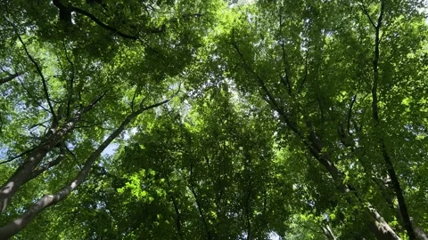 Deciduous Trees and Cloudy Sky in the Netherlands Natural Forest Landscape 스톡 동영상 343002630