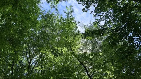 Deciduous Trees and Cloudy Sky in the Netherlands Natural Forest Landscape Stock-Footage 343002647
