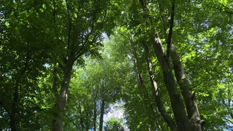 Deciduous Trees and Cloudy Sky in the Netherlands Natural Forest Landscape Stock-Footage 343002674