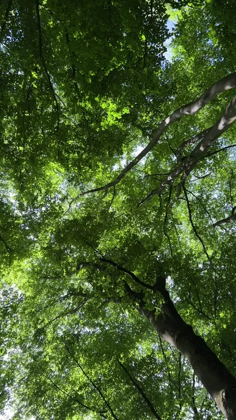 Deciduous Trees and Cloudy Sky in the Netherlands Natural Forest Landscape Stock-Footage 343002697
