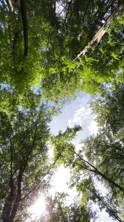 Deciduous Trees and Cloudy Sky in the Netherlands Natural Forest Landscape Vídeos de archivo 343002727