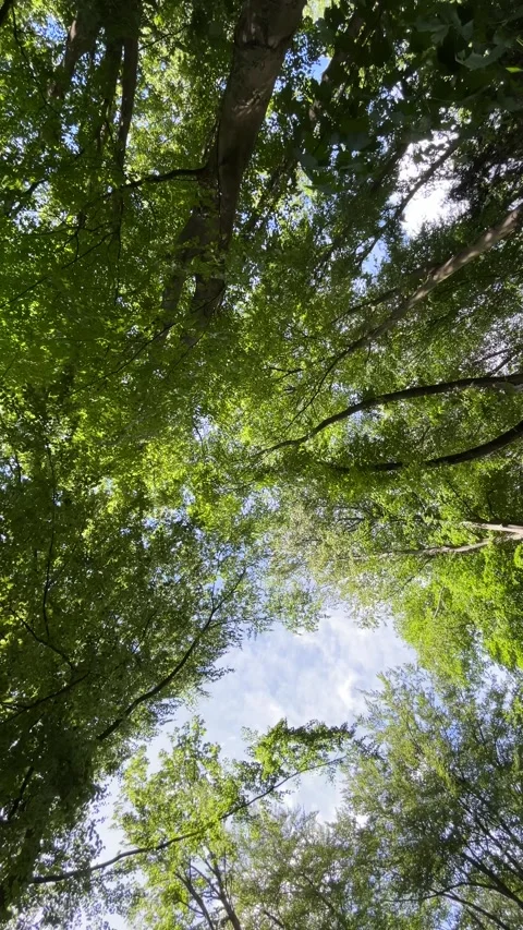 Deciduous Trees and Cloudy Sky in the Netherlands Natural Forest Landscape Видео 343002767