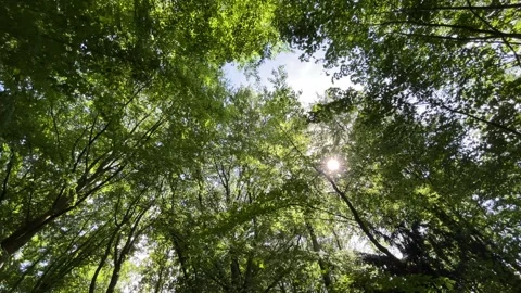 Deciduous Trees and Cloudy Sky in the Netherlands Natural Forest Landscape Stock-Footage 343002791