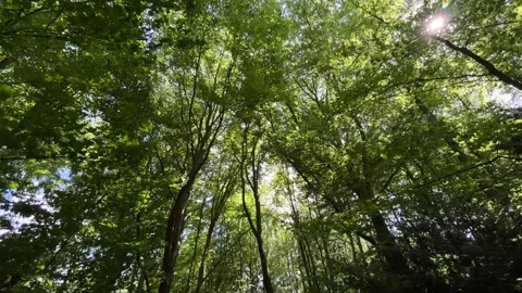 Deciduous Trees and Cloudy Sky in the Netherlands Natural Forest Landscape Video stock 343002830