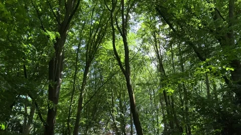 Deciduous Trees and Cloudy Sky in the Netherlands Natural Forest Landscape Video stock 343002867