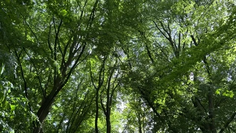 Deciduous Trees and Cloudy Sky in the Netherlands Natural Forest Landscape Stock-Footage 343002898
