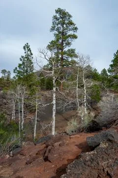 Deciduous trees and coniferous pine trees growing on volcanic pumice and la.. 写真素材