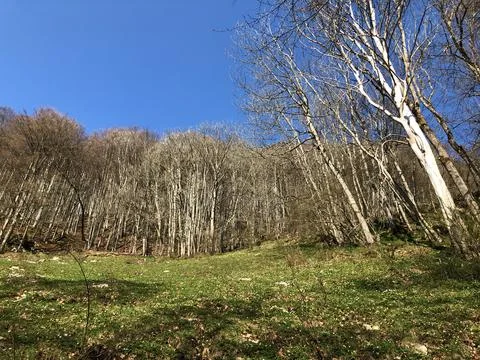 Deciduous trees and early spring forests in the Appenzellerland region Stock Photos