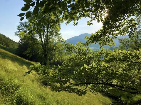 Deciduous trees and forests in the Alpstein mountain range - Switzerland Stock Photos