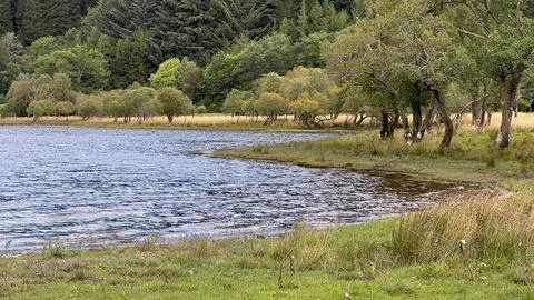 Deciduous trees and long grass on the shores of Loch Lubnaig, Scotland. Stock Photos