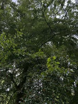 Deciduous Trees and Lush Green Forest in Amsterdam Forest, Netherlands. Stock Photos