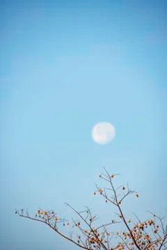 Deciduous trees and seeds on the tree Background Moon in daylight On the brig Stock Photos