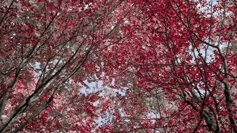 Deciduous trees in autumn, autumn color, colorful leaves Video stock 171908280