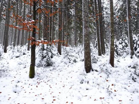 Deciduous trees on background of a coniferous forest Stock Photos