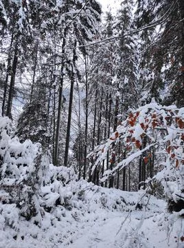 Deciduous trees on background of a coniferous forest Stock Photos