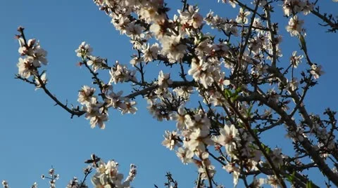 Deciduous trees blooming orchard 스톡 동영상 21436655