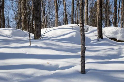 Deciduous trees casting blue shadows in the snow. Stock Photos