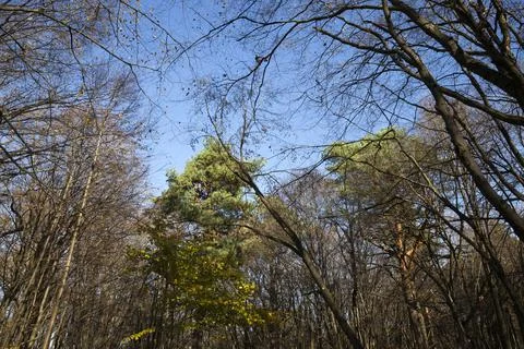 Deciduous trees during leaf fall in autumn 写真素材