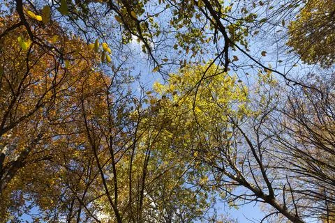 Deciduous trees during leaf fall in autumn 写真素材