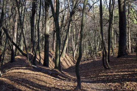 Deciduous trees during leaf fall in autumn Stock Photos