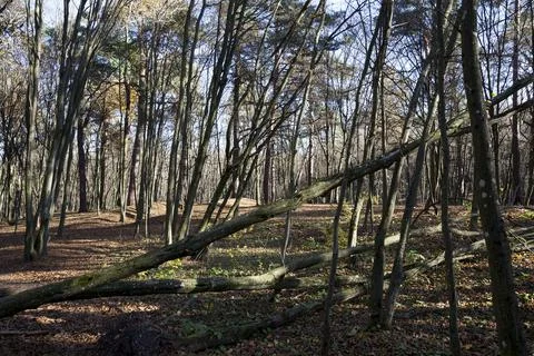 Deciduous trees during leaf fall in autumn Stock Photos