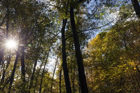 Deciduous trees during leaf fall in autumn Stock Photos