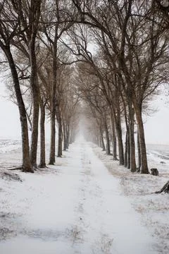 The deciduous trees at the edge of the path. In the cold snow. Stock Photos