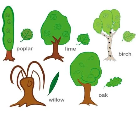 Deciduous Trees Stock Illustration
