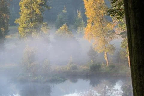 Deciduous trees in the mist at the edge of a forest lake. Stock Photos