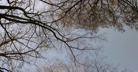 Deciduous trees in a mixed forest in the spring season, beautiful young green Stock Footage 262262834