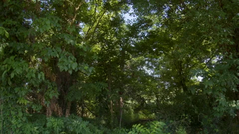 Deciduous trees next to Brian Brown Greenway trail in Martin, Tennessee, U.S. Stock-Footage 282798264